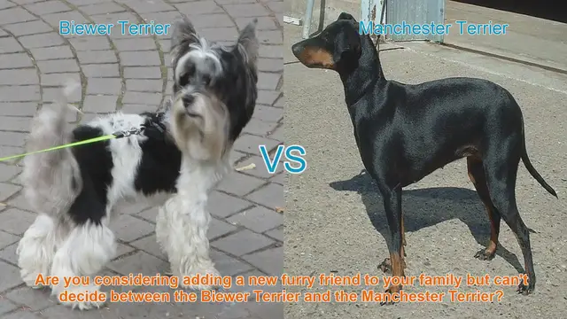 Video thumbnail for Biewer Terrier vs. Manchester Terrier: Choosing the Right Breed for Your Family