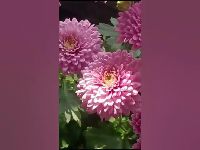 'Video thumbnail for Kaho na payer hai #viralvideo #shortvideo #flowers #90s #90severgreen'