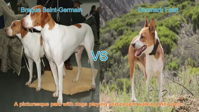 Video thumbnail for Comparing Braque Saint-Germain and Denmark Feist: A Comprehensive Guide