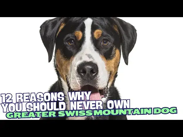 Video thumbnail for 12 Reasons Why You Should Never Own a Greater Swiss Mountain Dog 🚫
