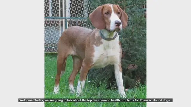 Video thumbnail for Top 10 Common Health Problems in Posavac Hound Dogs