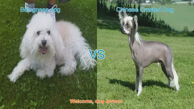 Video thumbnail for Bolognese Dog vs. Chinese Crested Dog: A Comparison of Two Charming Breeds