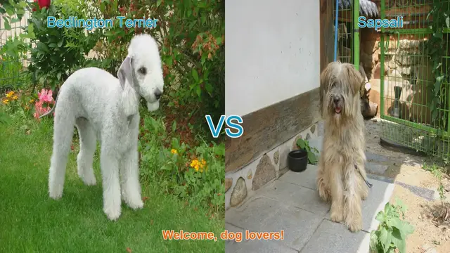 Video thumbnail for Bedlington Terrier vs. Sapsali: A Comparison of Two Unique Dog Breeds