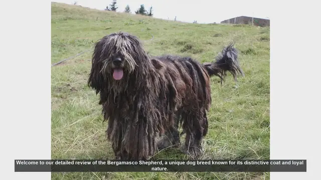Video thumbnail for Bergamasco Shepherd: A Unique and Loyal Companion - In-Depth Review