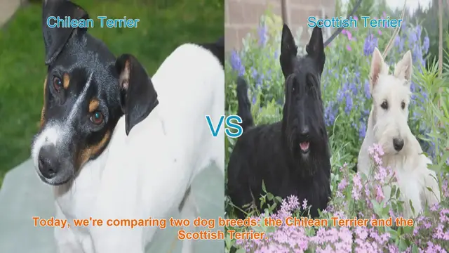 Video thumbnail for Chilean Terrier vs. Scottish Terrier: A Comprehensive Comparison