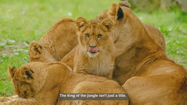 Video thumbnail for 10 Powerful Facts About Lion Dominance