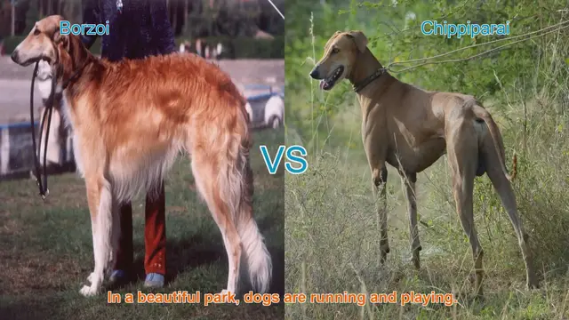 Video thumbnail for Borzoi vs. Chippiparai: A Comparison of Elegance and Loyalty