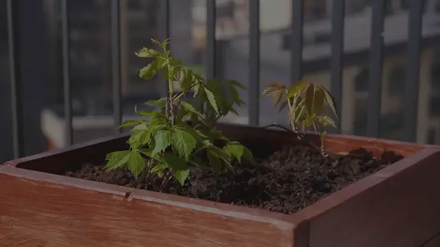 Video thumbnail for Container Herb Garden Tips