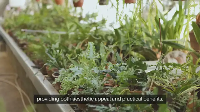 Video thumbnail for Rooftop Garden Planting Ideas