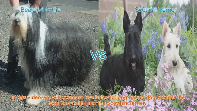 Video thumbnail for Bearded Collie vs. Scottish Terrier: A Comparison of Beloved Long-Haired Dog Breeds