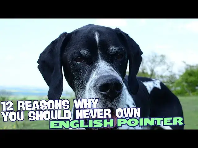 Video thumbnail for 12 Reasons Why You Should Never Own an English Pointer 🐾
