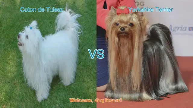 Video thumbnail for Coton de Tulear vs. Yorkshire Terrier: A Comparison of Adorable Long-Hair Dog Breeds