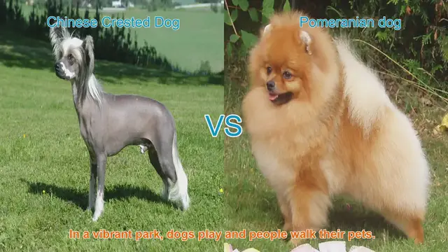 Video thumbnail for Chinese Crested Dog vs. Pomeranian: A Comparison of Two Charming Breeds