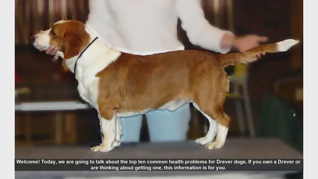 Video thumbnail for Top 10 Common Health Problems in Drever Dogs