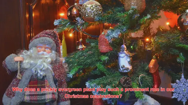 Video thumbnail for Why Is Holly Often Featured In Christmas Carols And Stories?