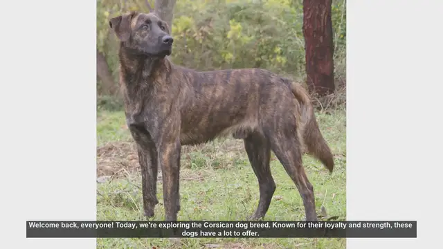 Video thumbnail for Corsican Dog Breed: Pros and Cons