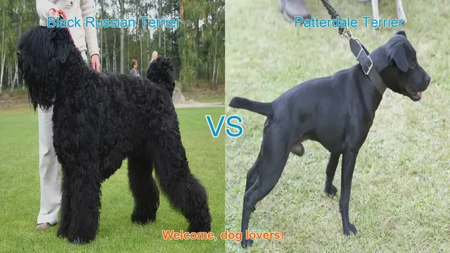 Video thumbnail for Black Russian Terrier vs. Patterdale Terrier: A Comprehensive Comparison