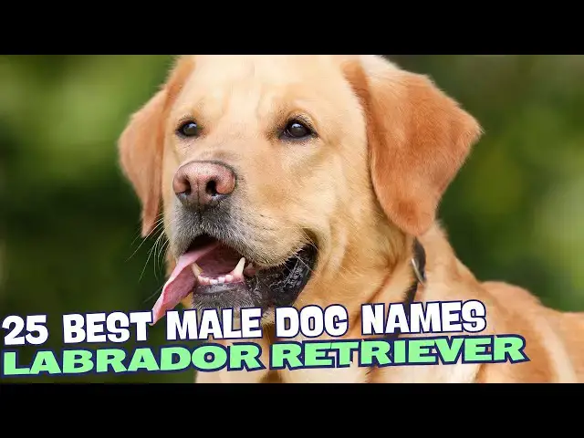 Video thumbnail for 25 Best Male Labrador Dog Names 🐶