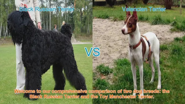 Video thumbnail for Comparing Black Russian Terrier and Toy Manchester Terrier: Breed Breakdown
