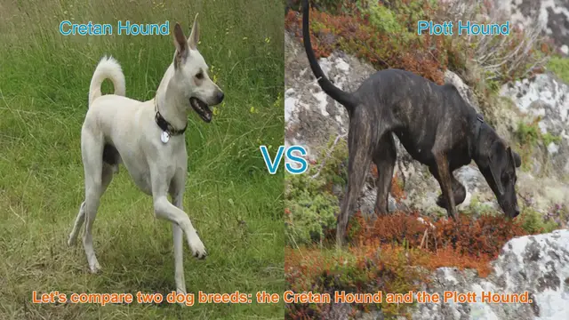 Video thumbnail for Comparing Cretan Hound and Plott Hound: Origins, Traits, and More