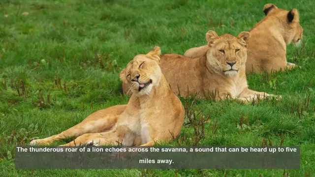Video thumbnail for 10 Unique Lion Roars: Decoding Their Powerful Communication