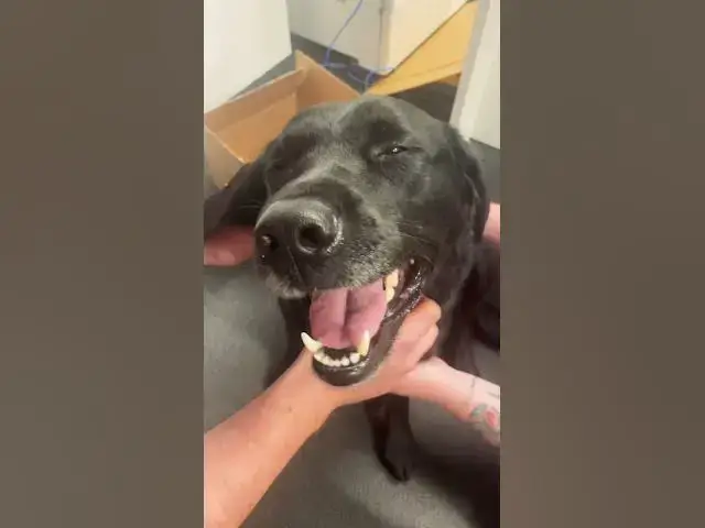 'Video thumbnail for MY SWEET DOG #shorts #dog #animals'