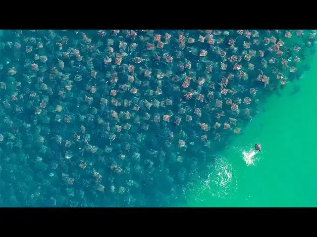 Video thumbnail for I Thought This Was A Bunch Of Trash In The Ocean, Until I Zoomed In And WOAH !