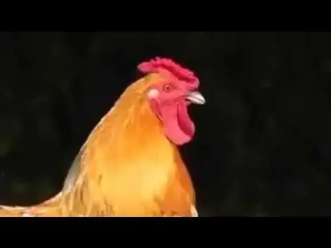 Video thumbnail for صوت الديك صوت صياح الديك