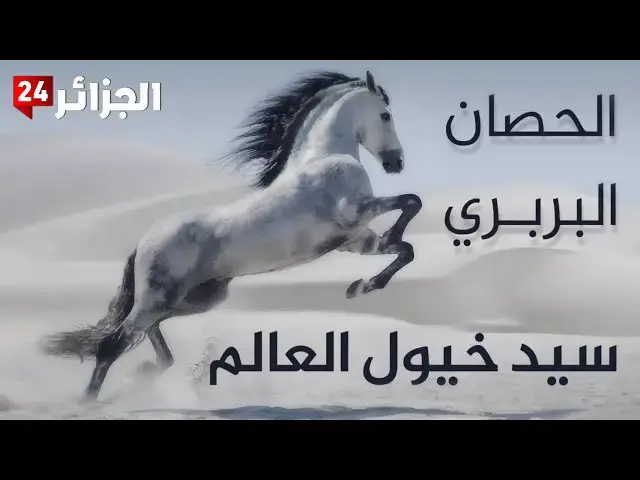 'Video thumbnail for الحصان البربري الجزائري: رمز الجمال والتحمل والنقاء'