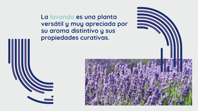 Video thumbnail for Lavanda: así es como cultivarla en casa y tenerla súper perfumada, “brillante”