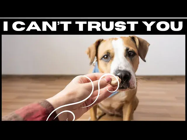 'Video thumbnail for How Dogs Can Recognize a Bad Person'