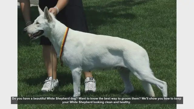 Video thumbnail for Ultimate Grooming Guide for Your White Shepherd Dog
