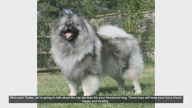 Video thumbnail for Top 10 Toys to Keep Your Keeshond Happy and Healthy