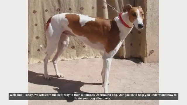 Video thumbnail for How To Train Pampas Deerhound