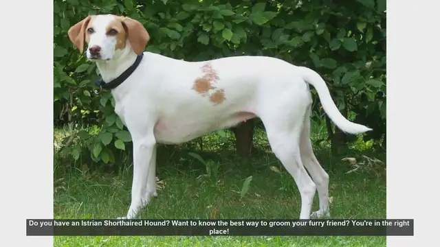 Video thumbnail for Essential Grooming Tips for Your Istrian Shorthaired Hound