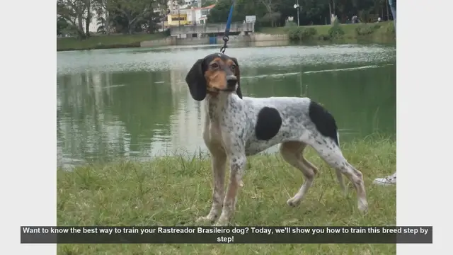 Video thumbnail for How to Train Your Rastreador Brasileiro: Step-by-Step Guide