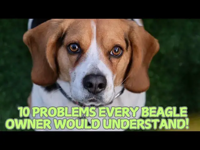 Video thumbnail for 10 Problems Every Beagle Owner Would Understand! 🐾