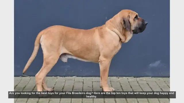 Video thumbnail for Top 10 Toys to Keep Your Fila Brasileiro Dog Happy and Healthy