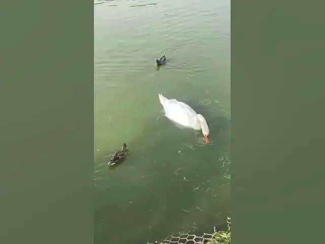 Video thumbnail for Adorable swans😍😘🥰#shorts