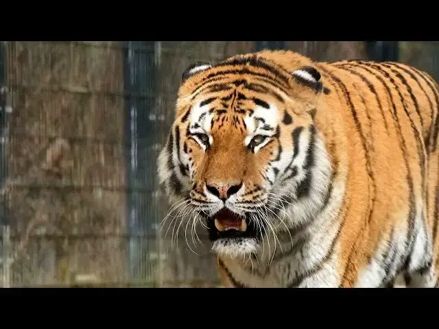Video thumbnail for How Do Tigers React to Weather Extremes in Deserts?