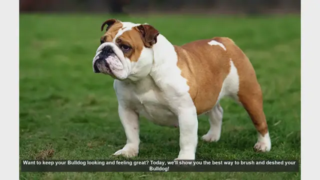 Video thumbnail for How to Brush and Deshed Your Bulldog: Easy Grooming Tips