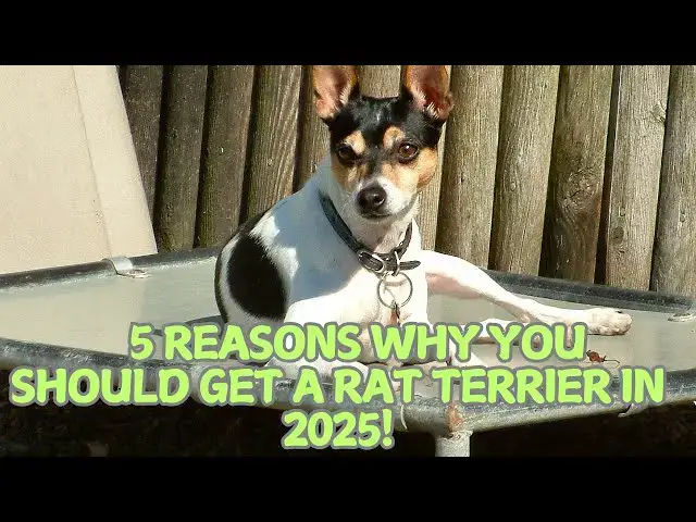 Video thumbnail for 5 Reasons Why You Should Get a Rat Terrier in 2025! 🐕✨