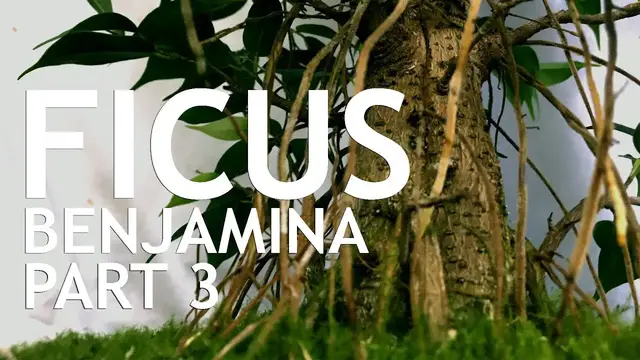 'Video thumbnail for Fusion Ficus Benjamina Bonsai, 3'