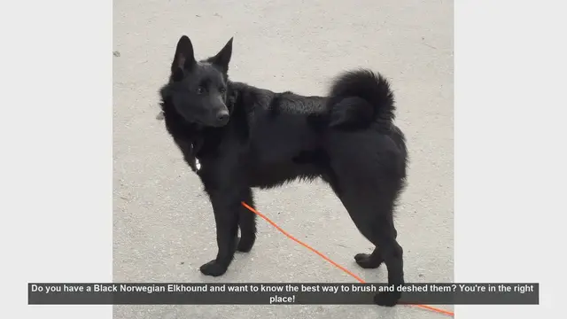 Video thumbnail for How to Brush and Deshed Your Black Norwegian Elkhound