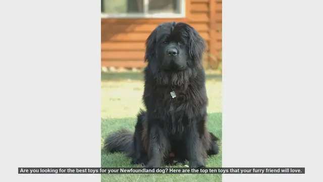 Video thumbnail for Top 10 Toys Your Newfoundland Dog Will Love