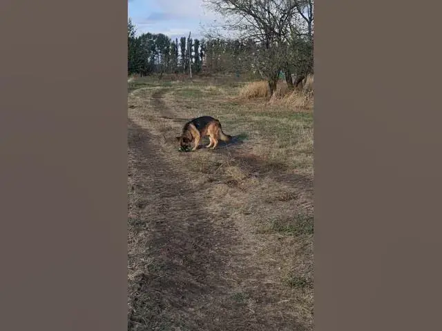 'Video thumbnail for Curious German Shepherd???#shorts'