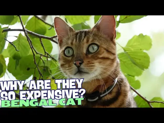 Video thumbnail for Why Are Bengal Cats So Expensive? ??