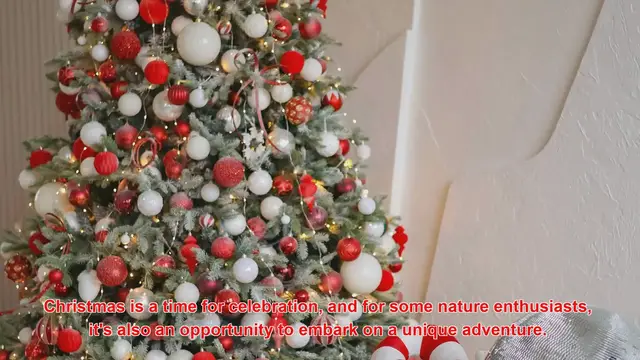 Video thumbnail for How Do People Celebrate Christmas With Winter Wildlife Tours?