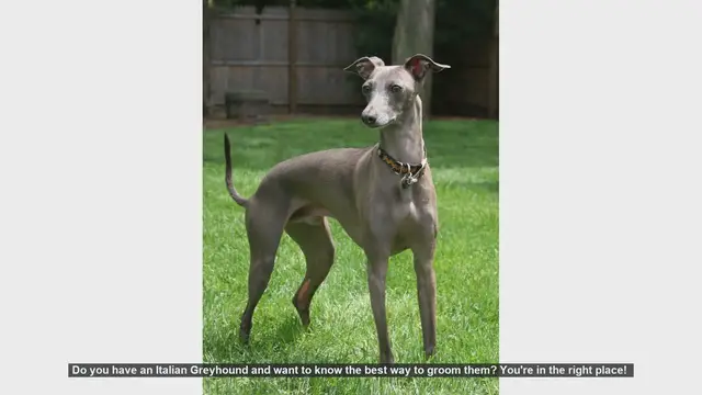 Video thumbnail for Ultimate Guide to Grooming Your Italian Greyhound