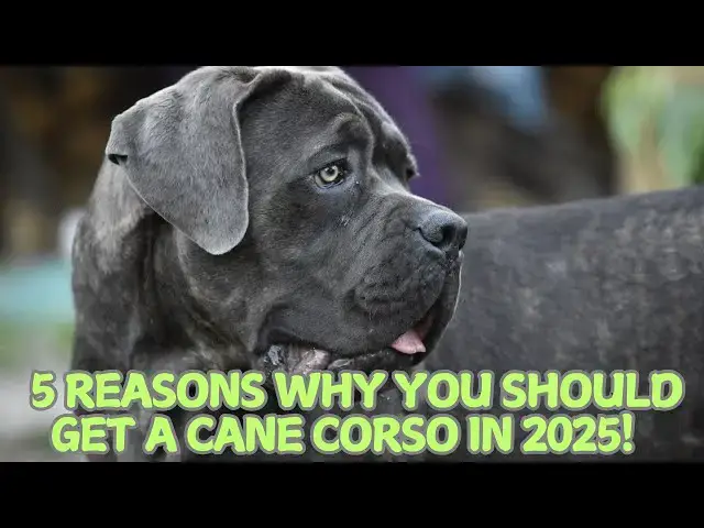 Video thumbnail for 5 Reasons Why You Should Get a Cane Corso in 2025! 🛡️